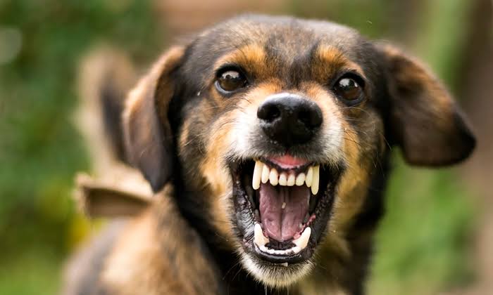 Teror Anjing Gila Resahkan Warga Bulukumba, Sudah 177 Orang Digigit